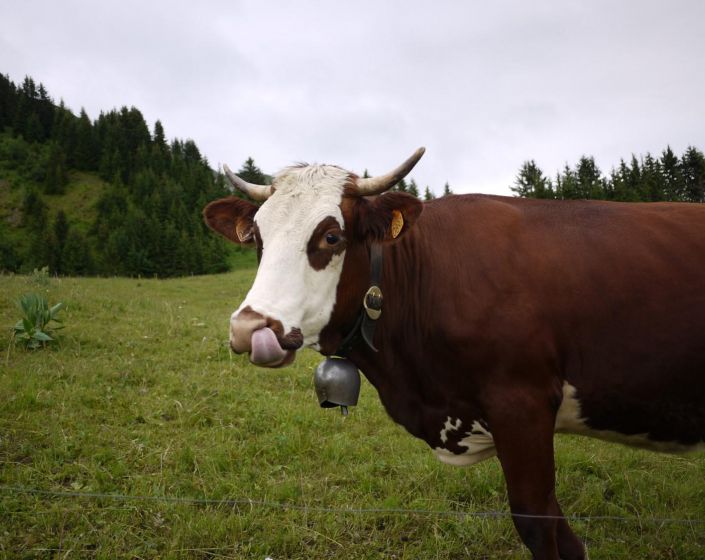 EXEMPLE -  Une Journe dans les Aravis, de la Fort  lAlpage... 