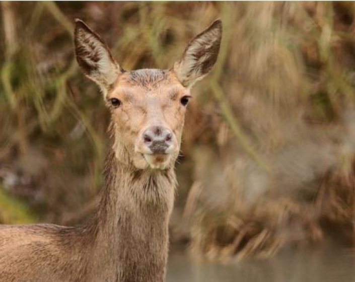 EXEMPLE - Au brame du cerf !