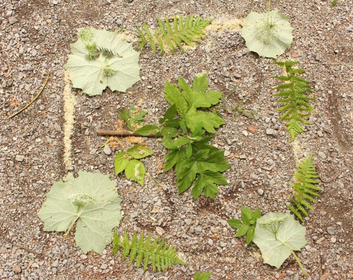 EXEMPLE - Atelier NATURE : la fort et les arbres