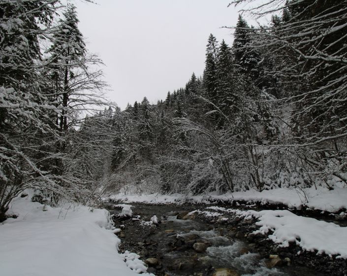 EXEMPLE - Atelier NATURE en famille : La Fort en hiver