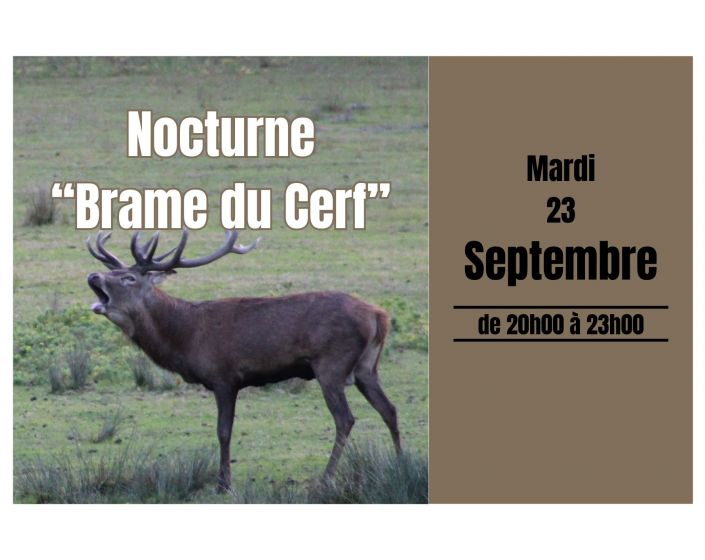 Brame du Cerf !